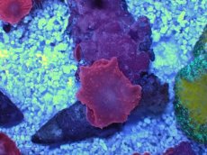 画像1: No.2 オーストラリア産 ディスクコーラル レッド (1)