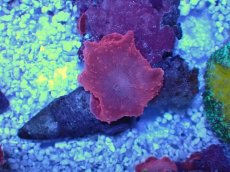 画像2: No.2 オーストラリア産 ディスクコーラル レッド (2)