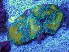 画像1: No.3 オーストラリア産 ディスクコーラル グリーンマルチ (1)