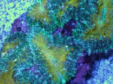 画像2: No.3 オーストラリア産 ディスクコーラル グリーンマルチ (2)