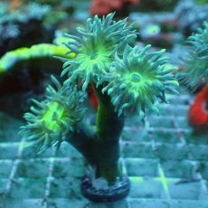 画像1: No.3 オーストラリア産 ウィスカーズコーラル (1)