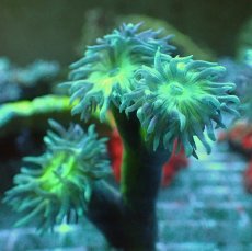 画像2: No.3 オーストラリア産 ウィスカーズコーラル (2)