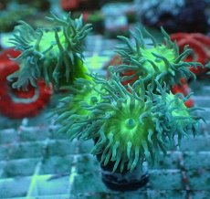 画像1: No.4 オーストラリア産 ウィスカーズコーラル (1)