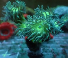 画像2: No.4 オーストラリア産 ウィスカーズコーラル (2)