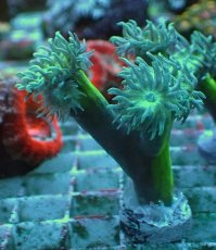 画像1: No.5 オーストラリア産 ウィスカーズコーラル (1)