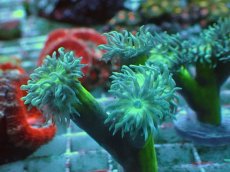 画像2: No.5 オーストラリア産 ウィスカーズコーラル (2)