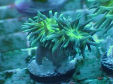 画像1: No.6 オーストラリア産 ウィスカーズコーラル (1)