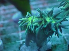 画像2: No.6 オーストラリア産 ウィスカーズコーラル (2)