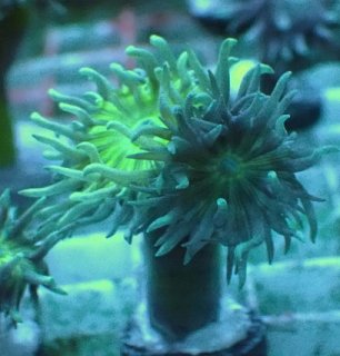 No.7 クシハダミドリイシを買うならアクアスタイルユー 大阪のサンゴ