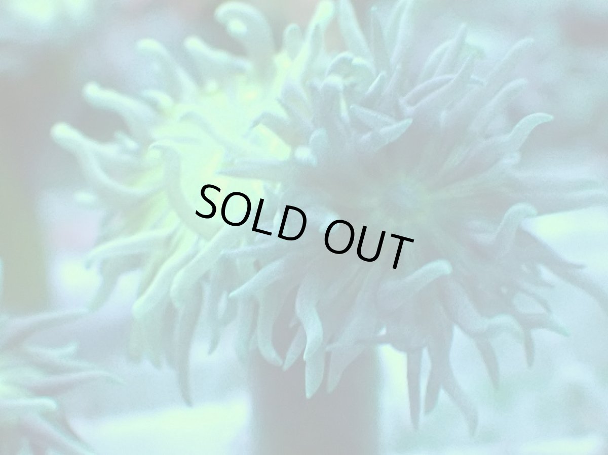 画像2: No.7 オーストラリア産 ウィスカーズコーラル (2)