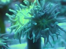 画像2: No.7 オーストラリア産 ウィスカーズコーラル (2)