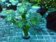 画像1: No.9 オーストラリア産 ウィスカーズコーラル (1)