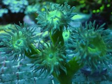 画像2: No.9 オーストラリア産 ウィスカーズコーラル (2)