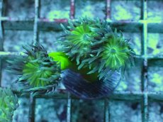 画像1: No.10 オーストラリア産 ウィスカーズコーラル (1)