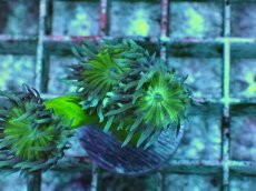 画像2: No.10 オーストラリア産 ウィスカーズコーラル (2)