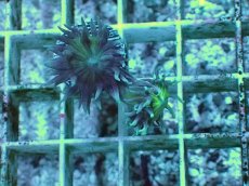 画像1: No.11 オーストラリア産 ウィスカーズコーラル (1)