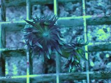 画像2: No.11 オーストラリア産 ウィスカーズコーラル (2)