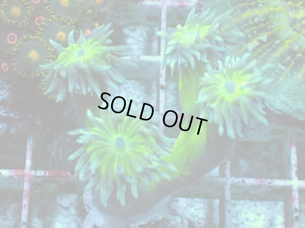 画像1: No.12 オーストラリア産 ウィスカーズコーラル (1)