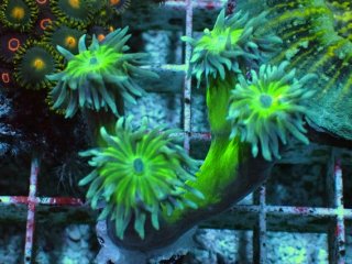 値下げ！オーストラリア産　オオバナサンゴ 値下げ！オーストラリア産 オオバナサンゴ 値下げ！オーストラリア産