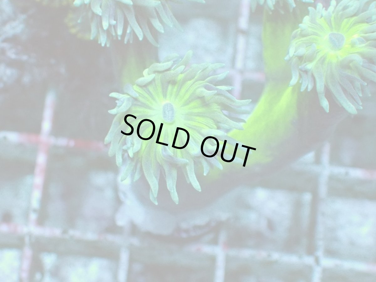 画像2: No.12 オーストラリア産 ウィスカーズコーラル (2)