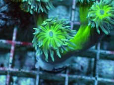 画像2: No.12 オーストラリア産 ウィスカーズコーラル (2)