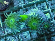 画像1: No.13 オーストラリア産 ウィスカーズコーラル (1)