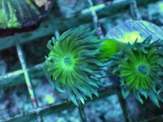 画像2: No.13 オーストラリア産 ウィスカーズコーラル (2)