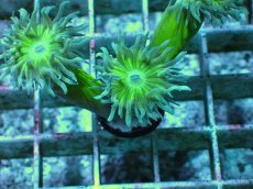 画像2: No.14 オーストラリア産 ウィスカーズコーラル (2)