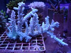 画像1: No.122　ボーンミドリイシ (1)