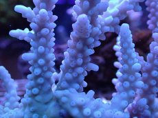 画像2: No.122　ボーンミドリイシ (2)