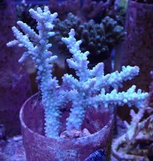 画像1: No.123　ボーンミドリイシ (1)