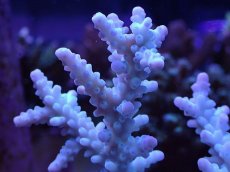 画像2: No.123　ボーンミドリイシ (2)