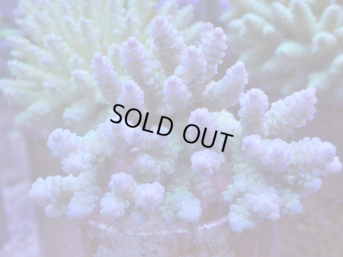 画像1: No.124　ウスエダミドリイシ　　【人気No.1】 (1)