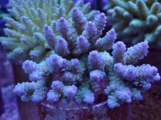 画像1: No.124　ウスエダミドリイシ　　【人気No.1】 (1)