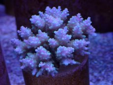 画像1: No.125　ツツハナガサミドリイシ (1)