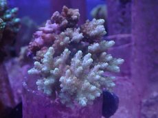 画像1: No.126　クシハダミドリイシ (1)