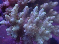 画像2: No.126　クシハダミドリイシ (2)