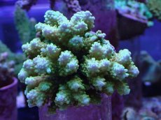 画像1: No.127　ユビ系ミドリイシ (1)