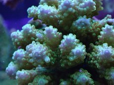 画像2: No.127　ユビ系ミドリイシ (2)