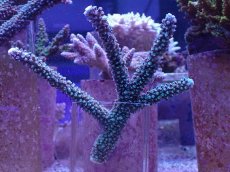 画像1: No.128　トゲスギノキミドリイシ (1)