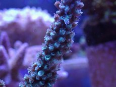 画像2: No.128　トゲスギノキミドリイシ (2)