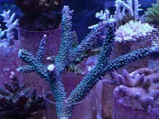 画像1: No.129　トゲスギノキミドリイシ (1)