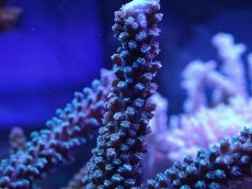 画像2: No.129　トゲスギノキミドリイシ (2)