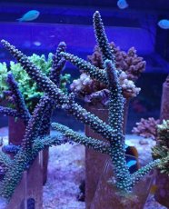 画像1: No.130　トゲスギノキミドリイシ (1)