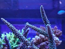 画像2: No.130　トゲスギノキミドリイシ (2)