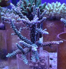 画像1: No.131　トゲスギノキミドリイシ (1)