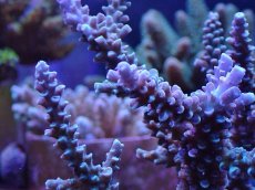 画像2: No.131　トゲスギノキミドリイシ (2)