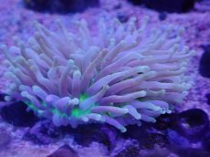 画像1: No.1 パラオクサビライシ　イエロー (1)