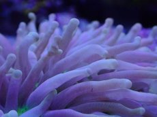 画像2: No.1 パラオクサビライシ　イエロー (2)