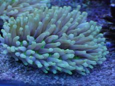 画像1: No.2 パラオクサビライシ　イエロー　　【人気No.1】 (1)